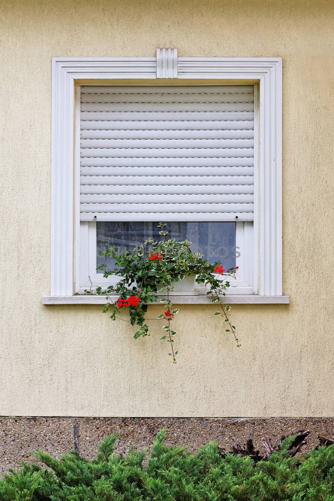 Window by Gudella