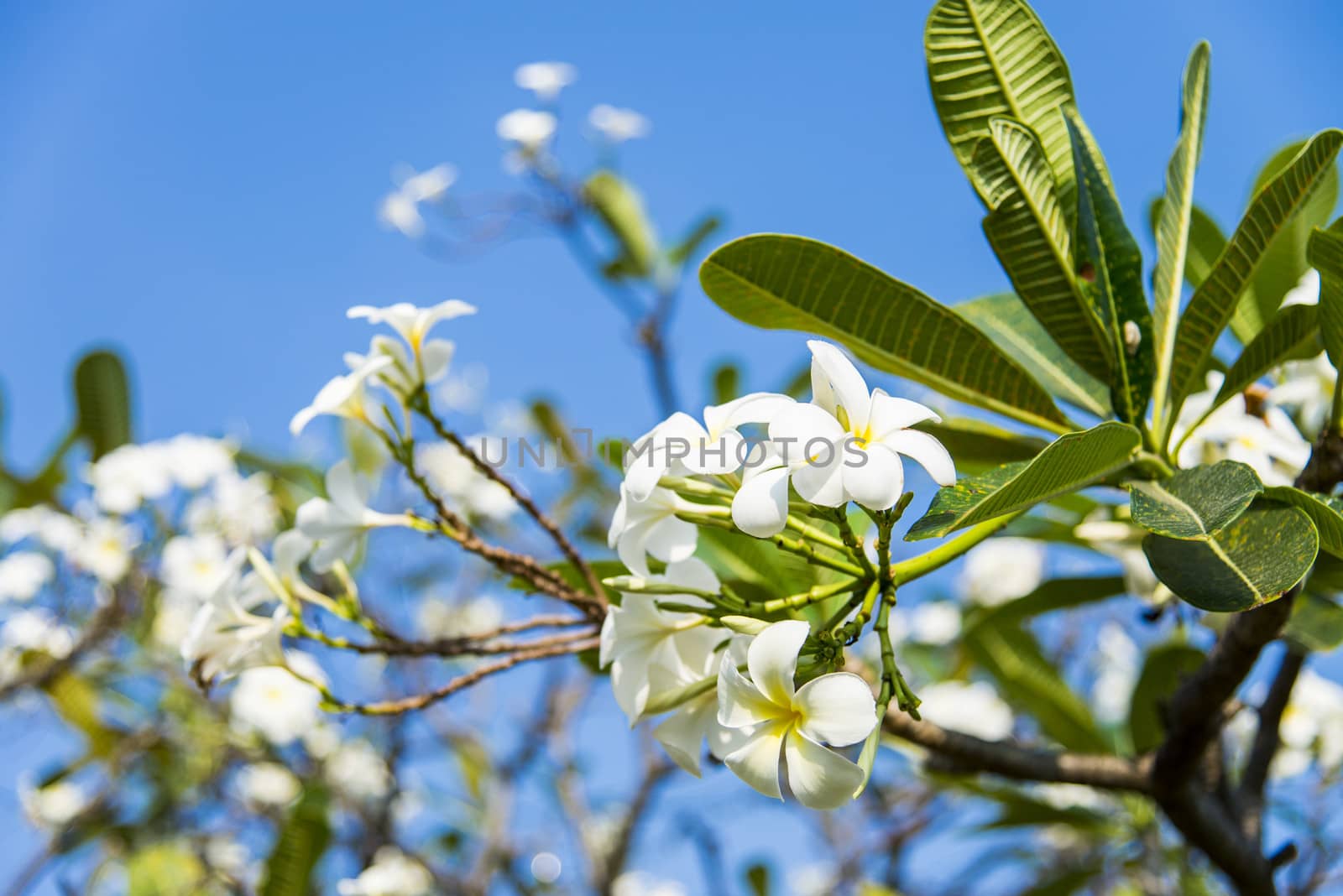 White plumeria flower with blue sky1 by gjeerawut