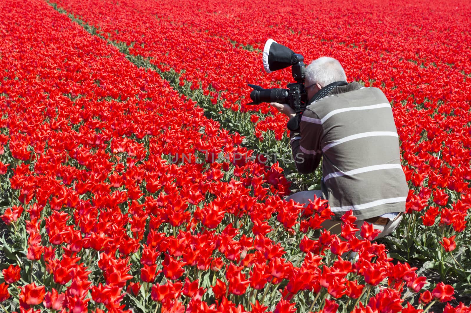 man making photos in red tulip field in holland