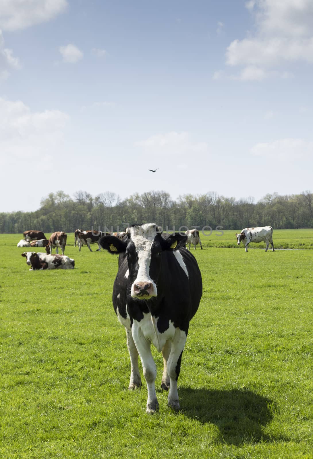 curieus cow looking at camera