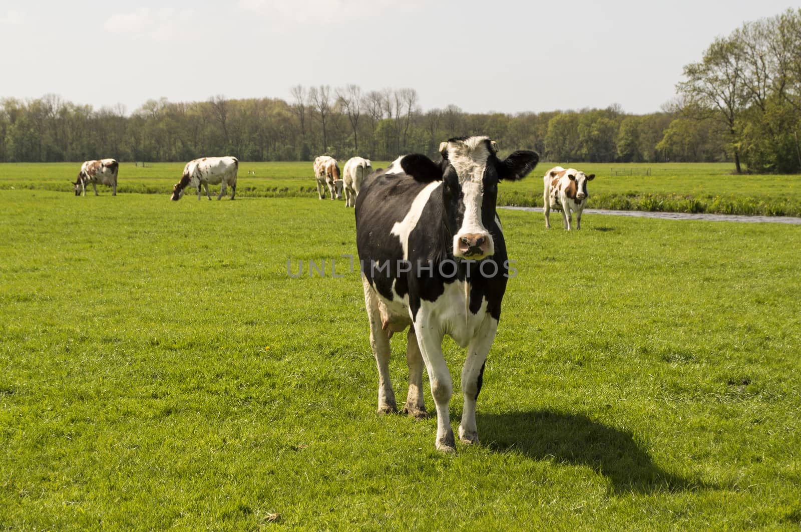 curieus cow looking at camera