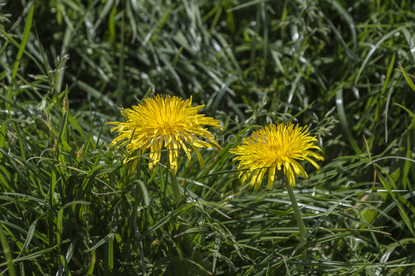 dandelion yellow flowers in green grass