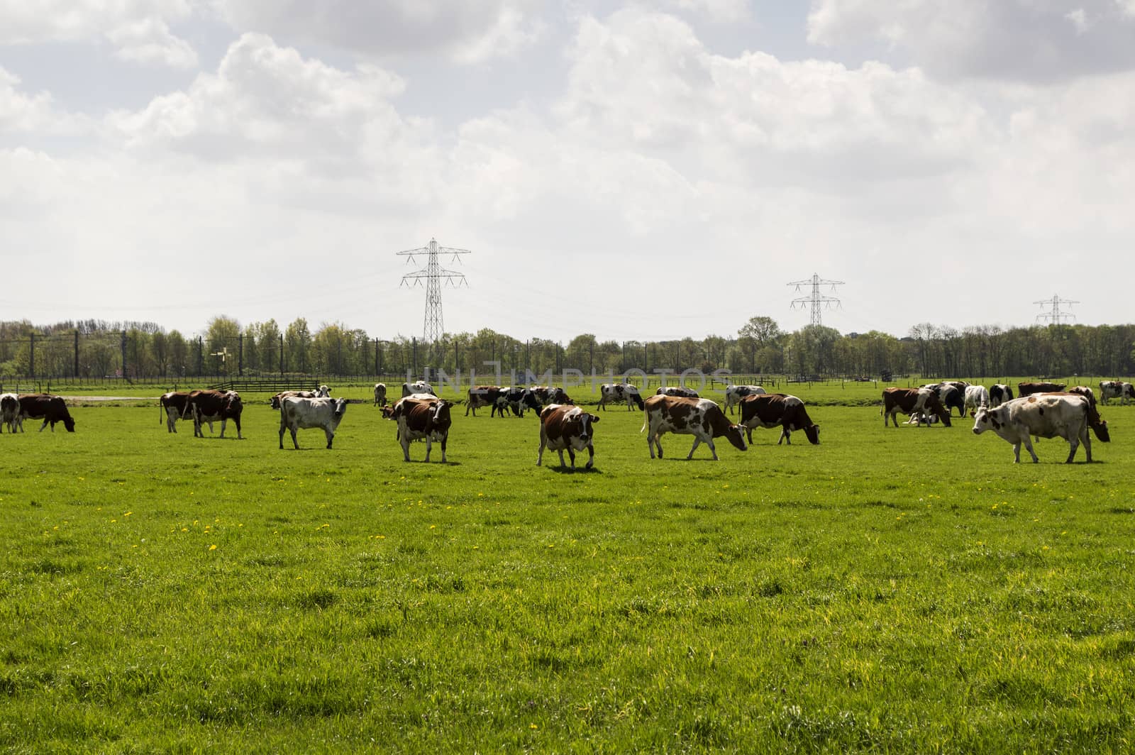 group grazing cow on green grass in holland
