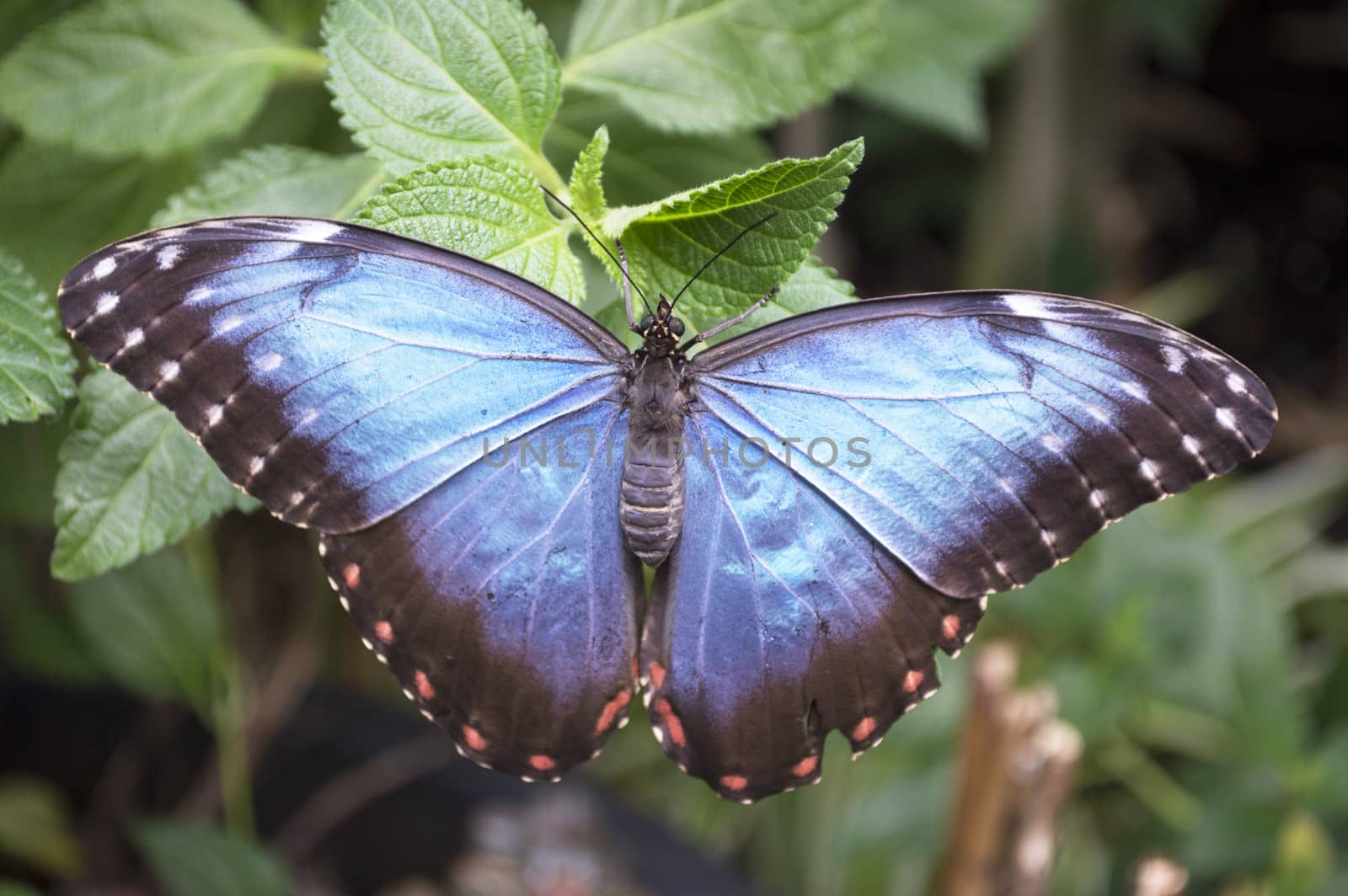 blue morpho butterfly with open wings