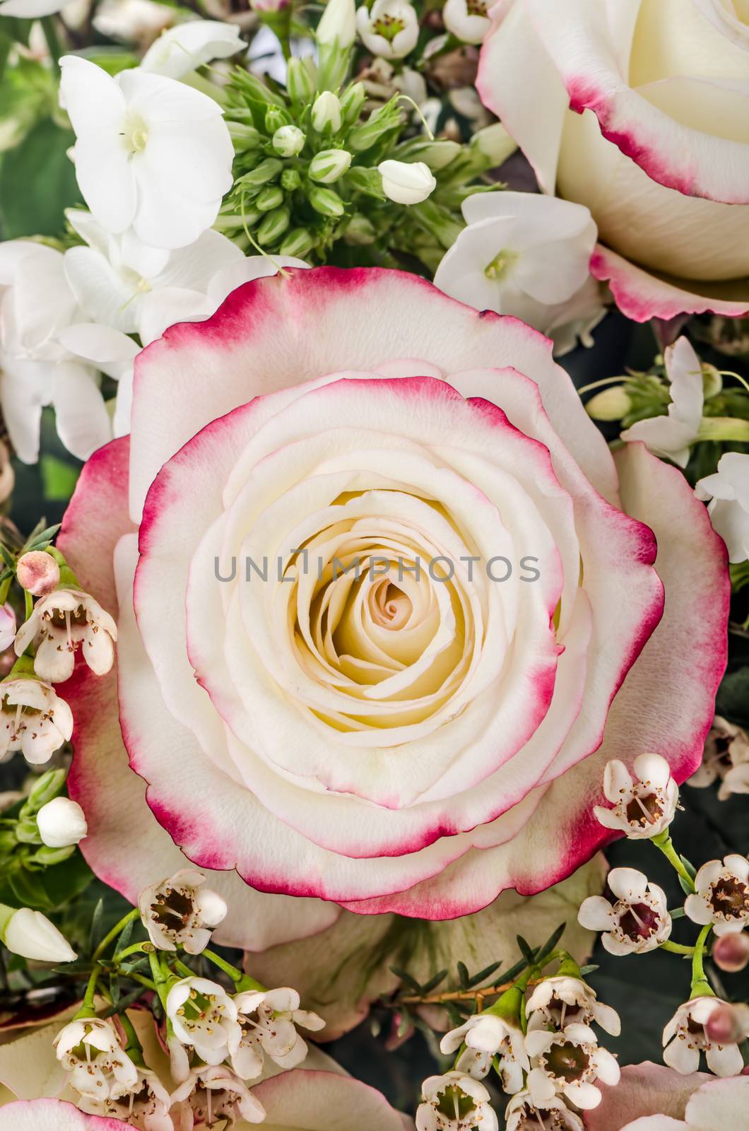 pink and white rose with chamelaucium