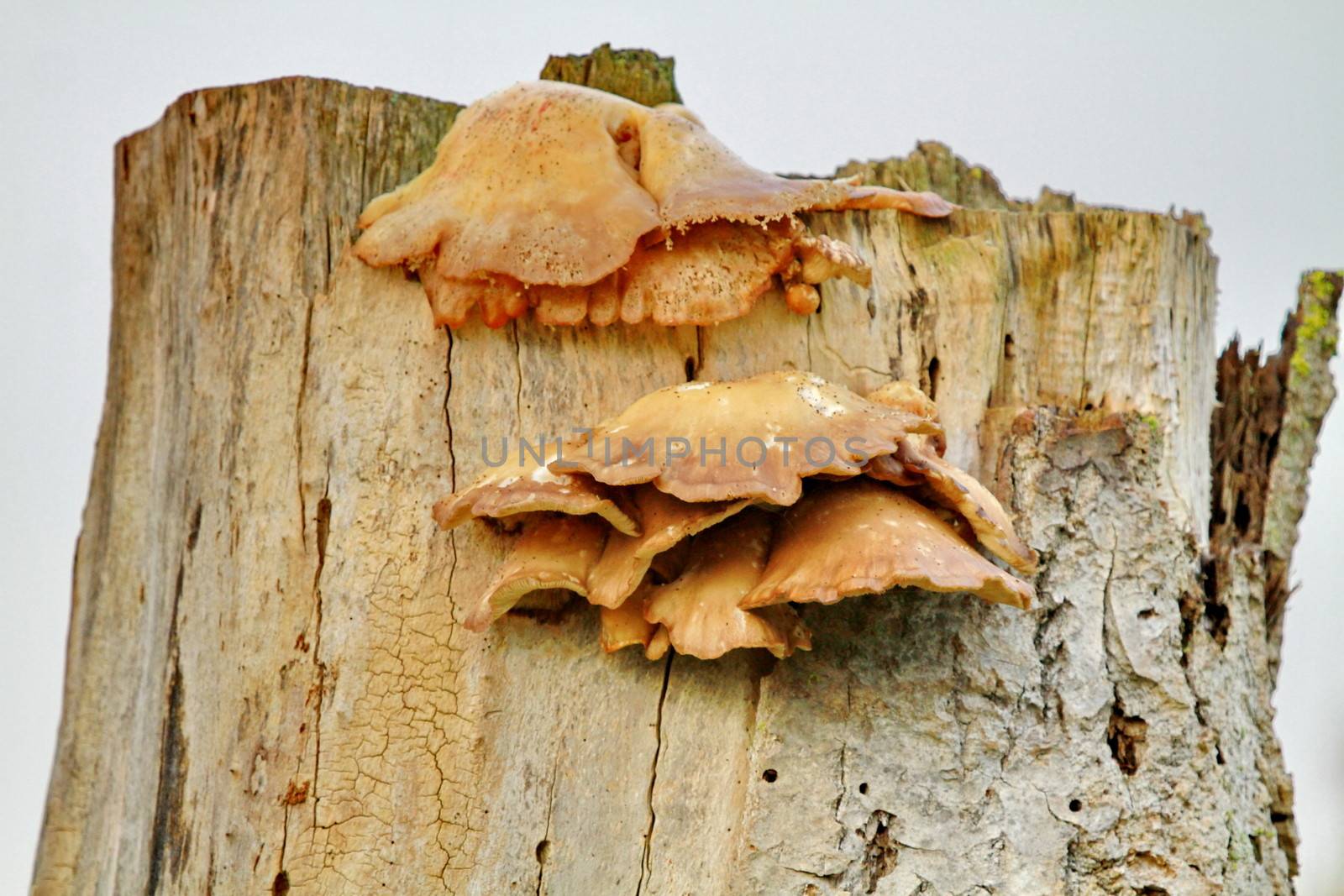 Wooden log brown