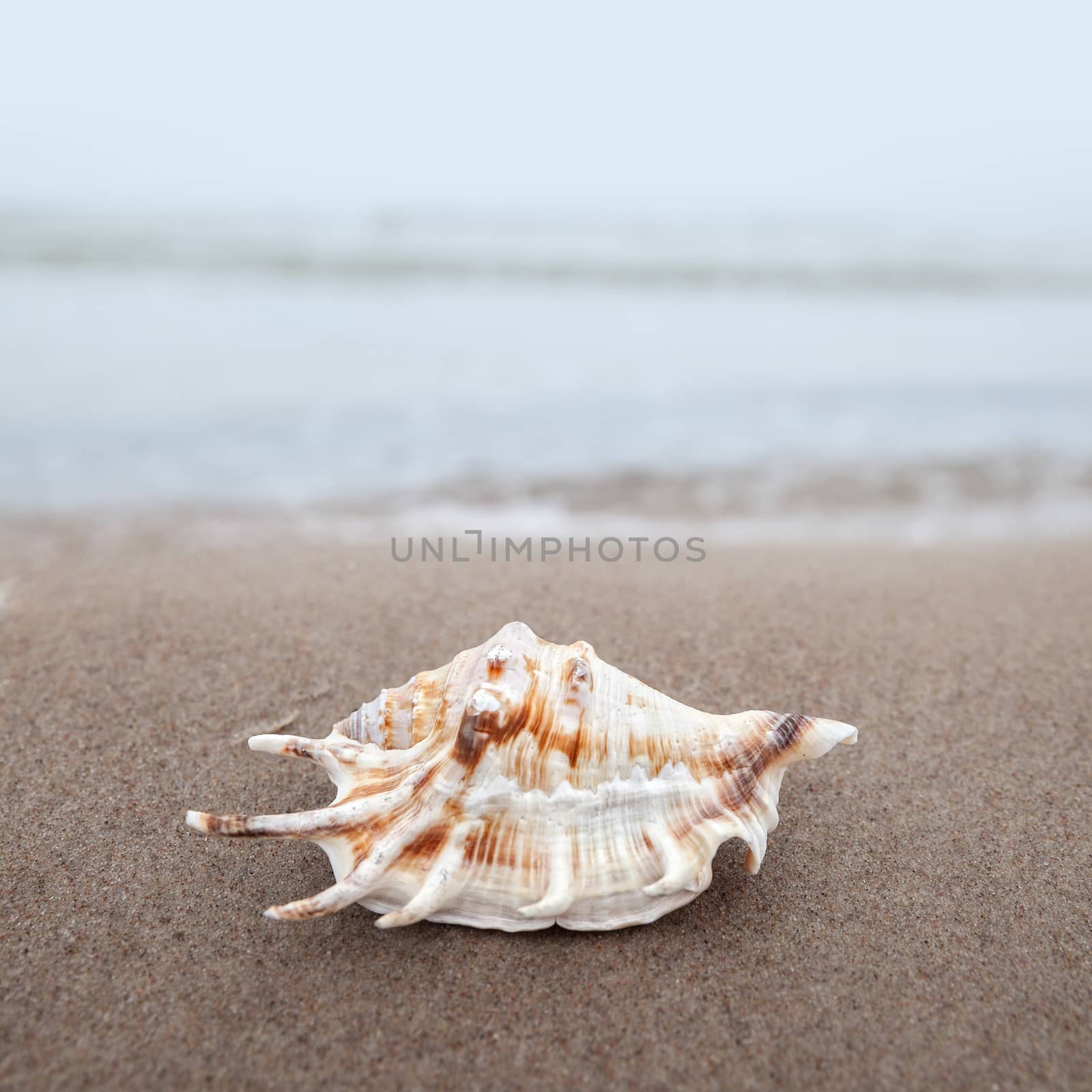 Shell on the beach by palinchak