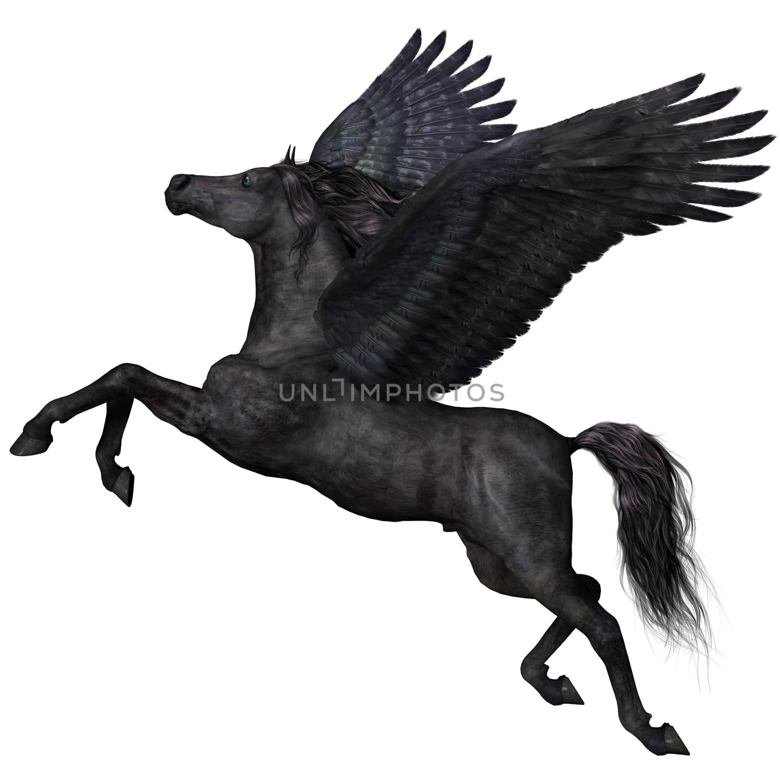 Black Pegasus Profile by Catmando
