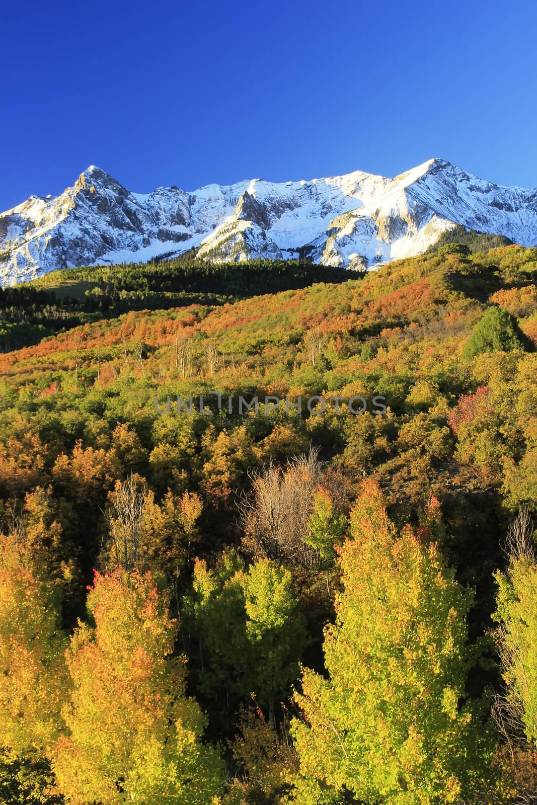 Dallas Divide, Uncompahgre National Forest, Colorado, USA