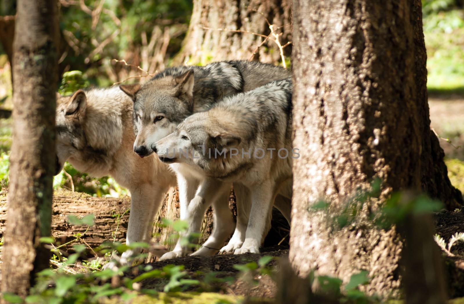 Wolves show submissive posture to Alpha Pack Leader