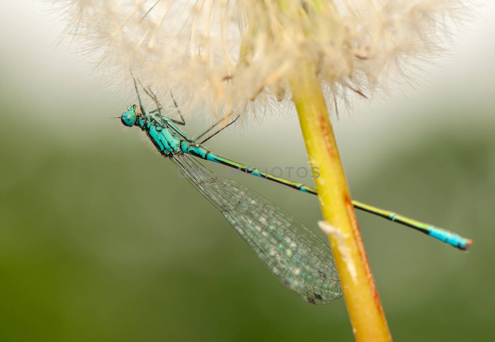 Ischnura pumilio