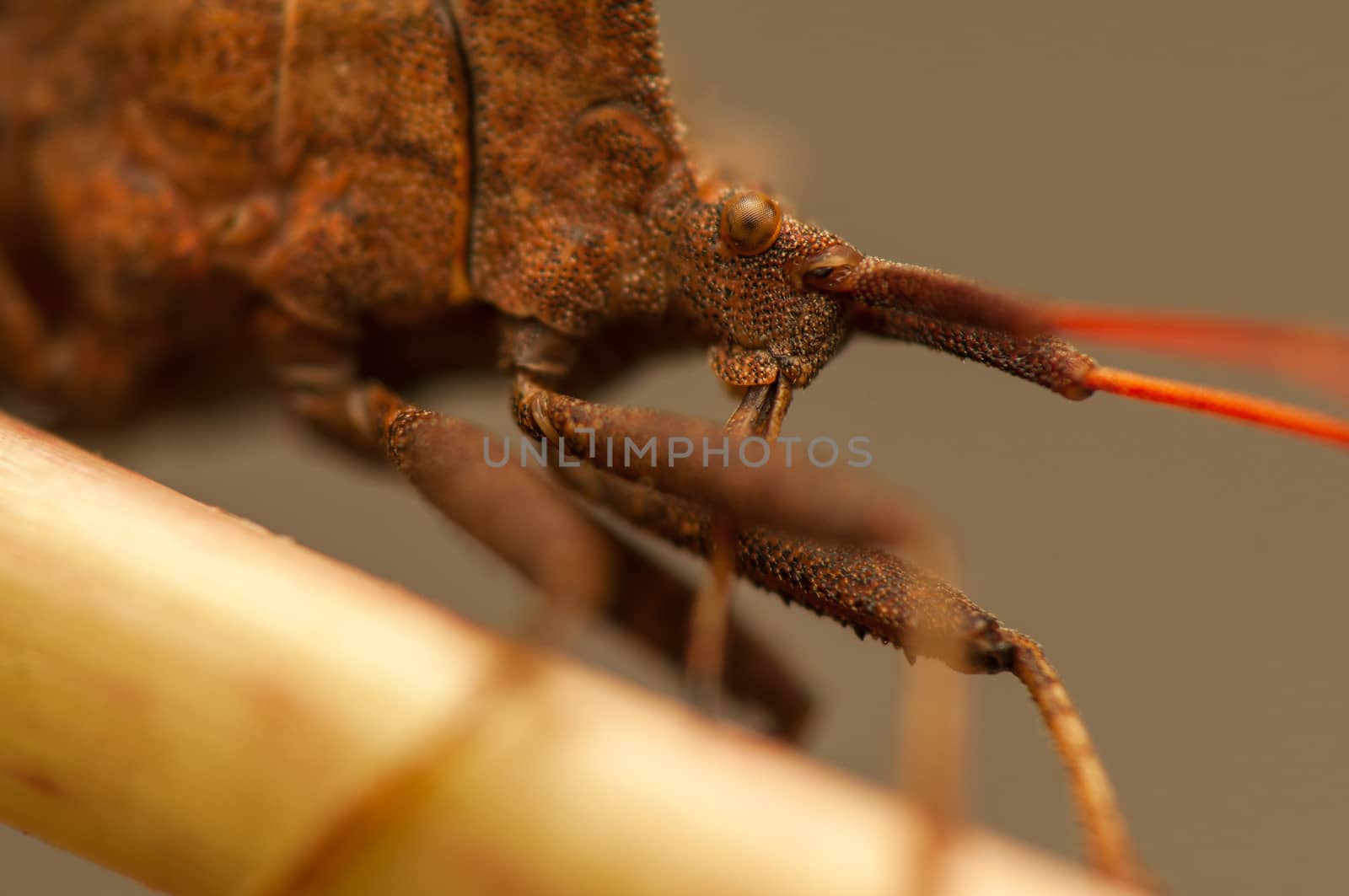 Coreus marginatus