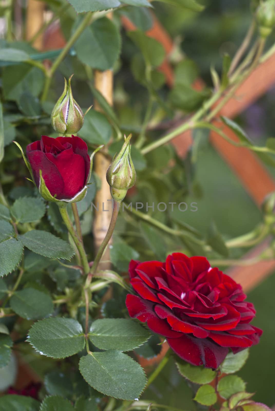 Red rosebud  by gandolfocannatella