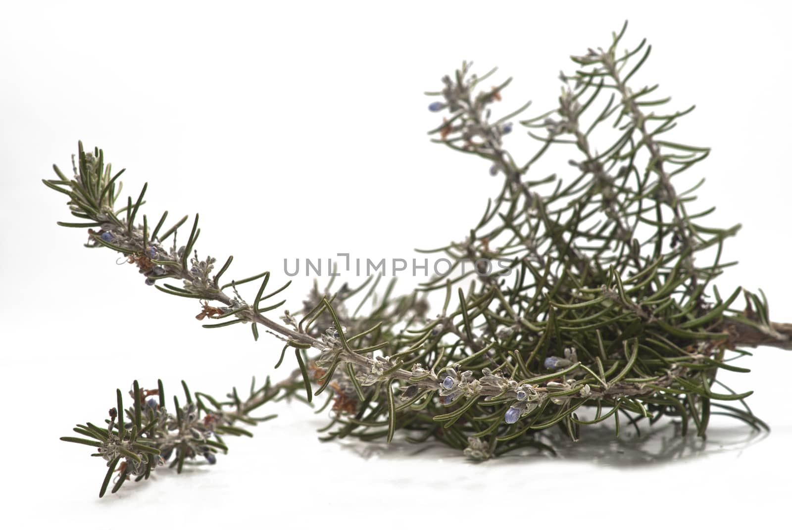 Rosemary branch and flowers isolated on white
