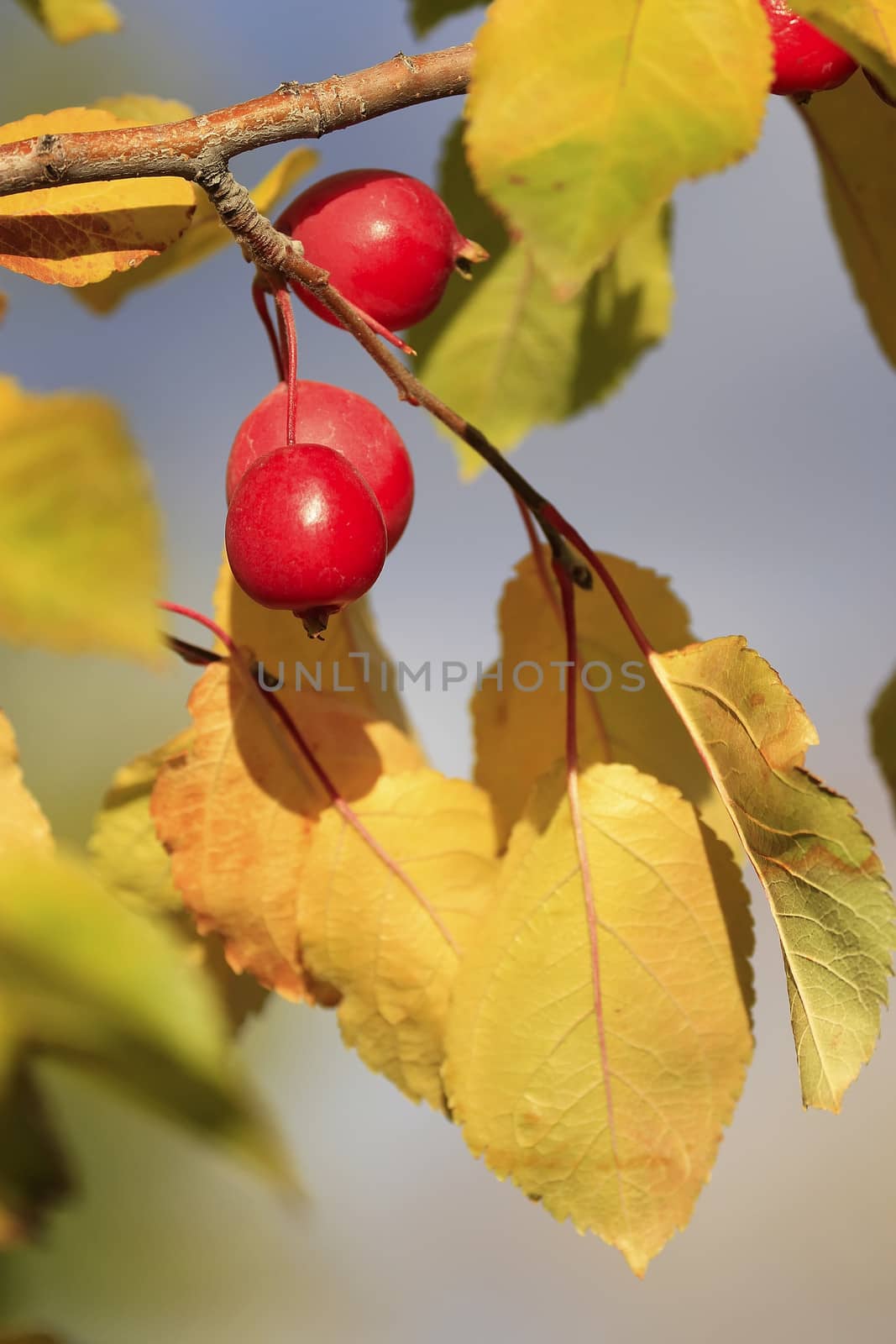 Chokecherry tree fruit by donya_nedomam