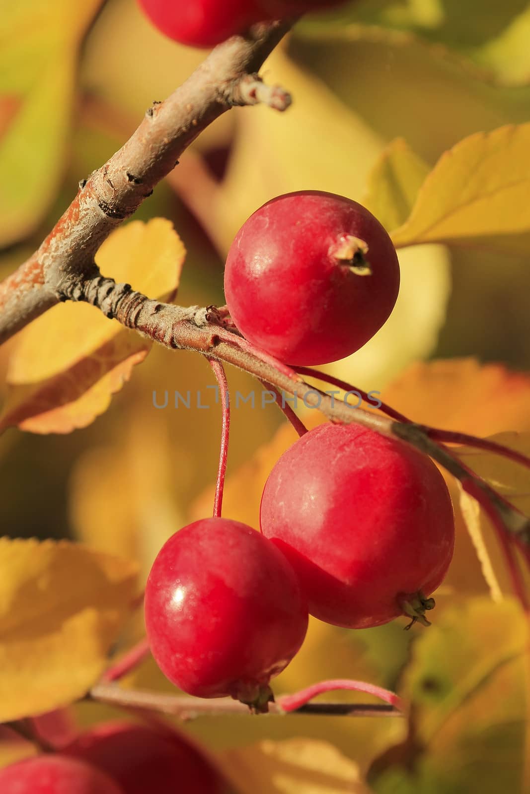 Close up of chokecherry tree fruit