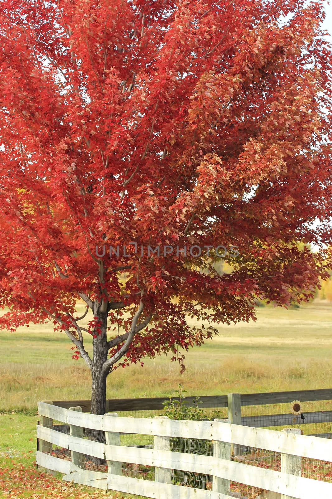 Red maple tree with wooden fence by donya_nedomam