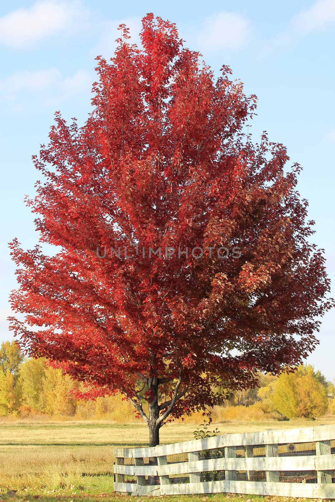 Red maple tree with wooden fence, Colorado