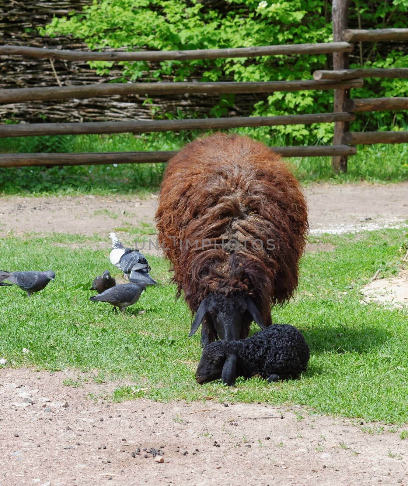 Brown sheep with a black lamb in a farmyard