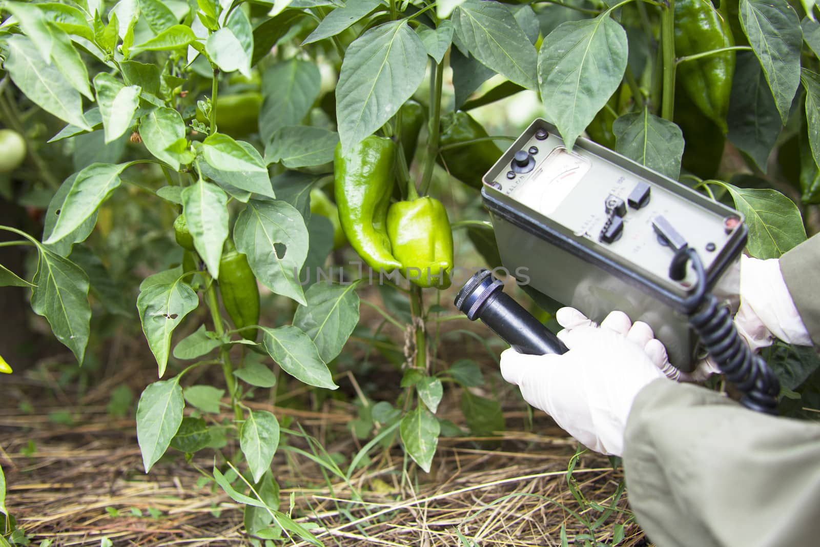 Measuring radiation levels of pepper