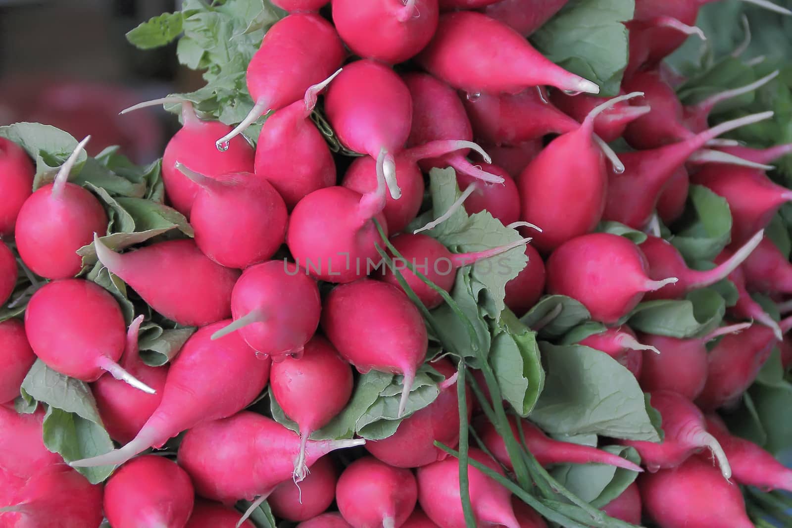 Image of background fresh radish and foliage