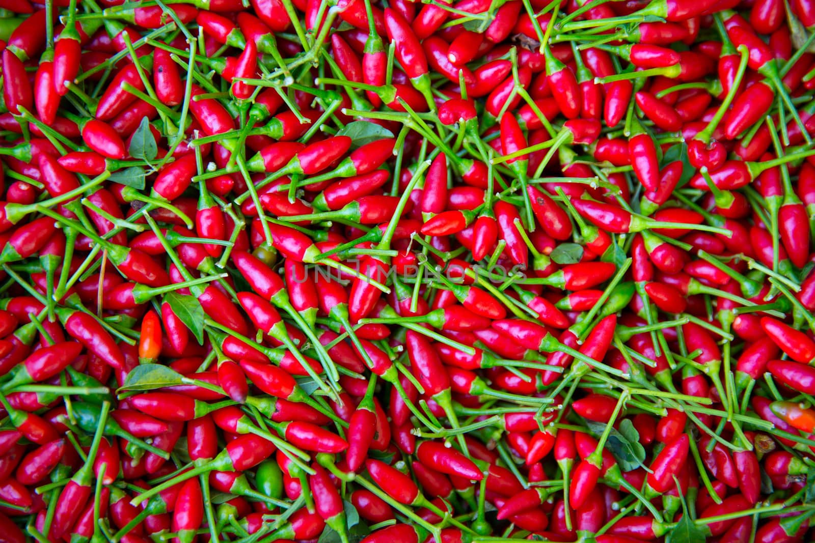 Little red chili peppers pattern texture background