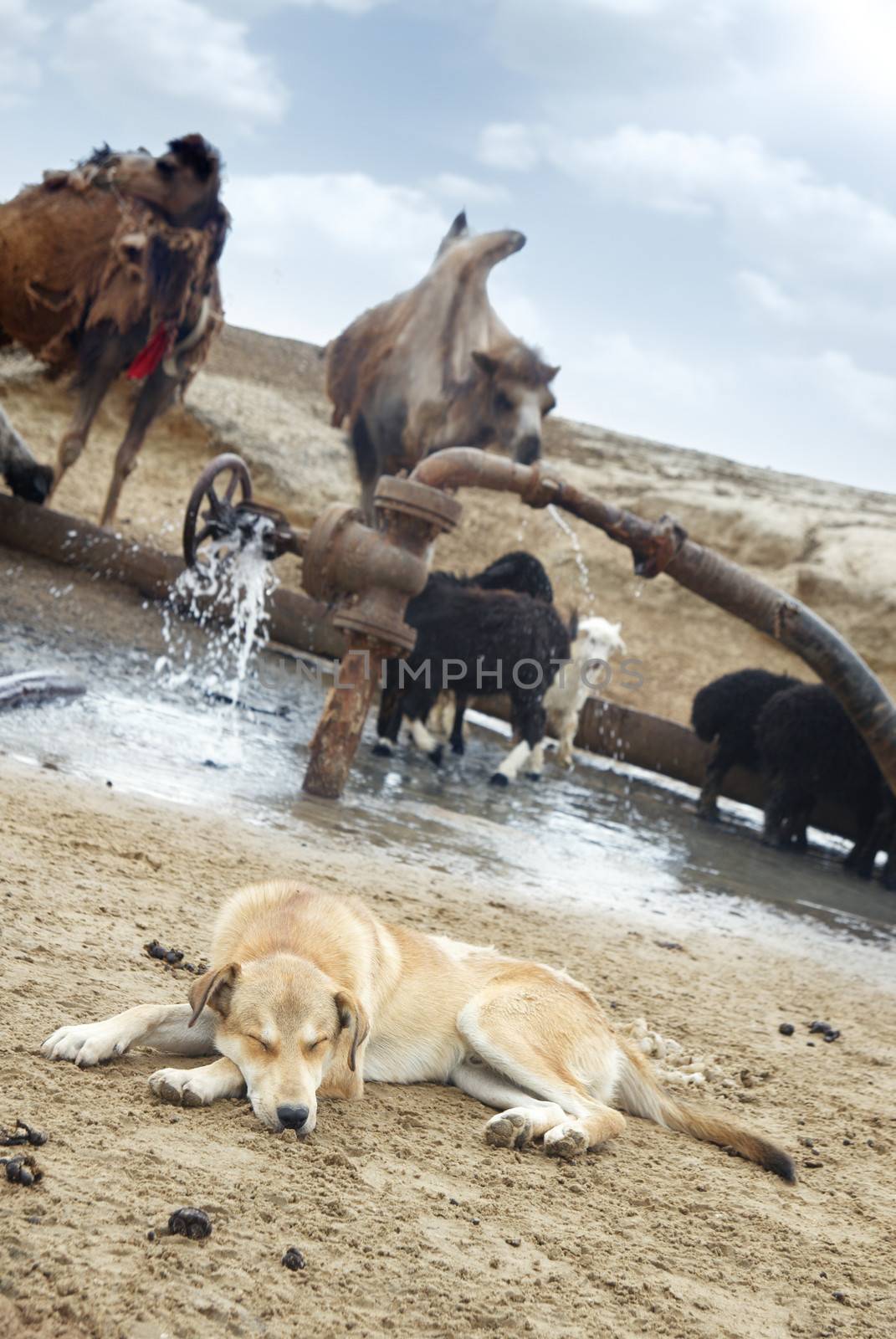 Sleeping shepherd dog and cattle at the watering place