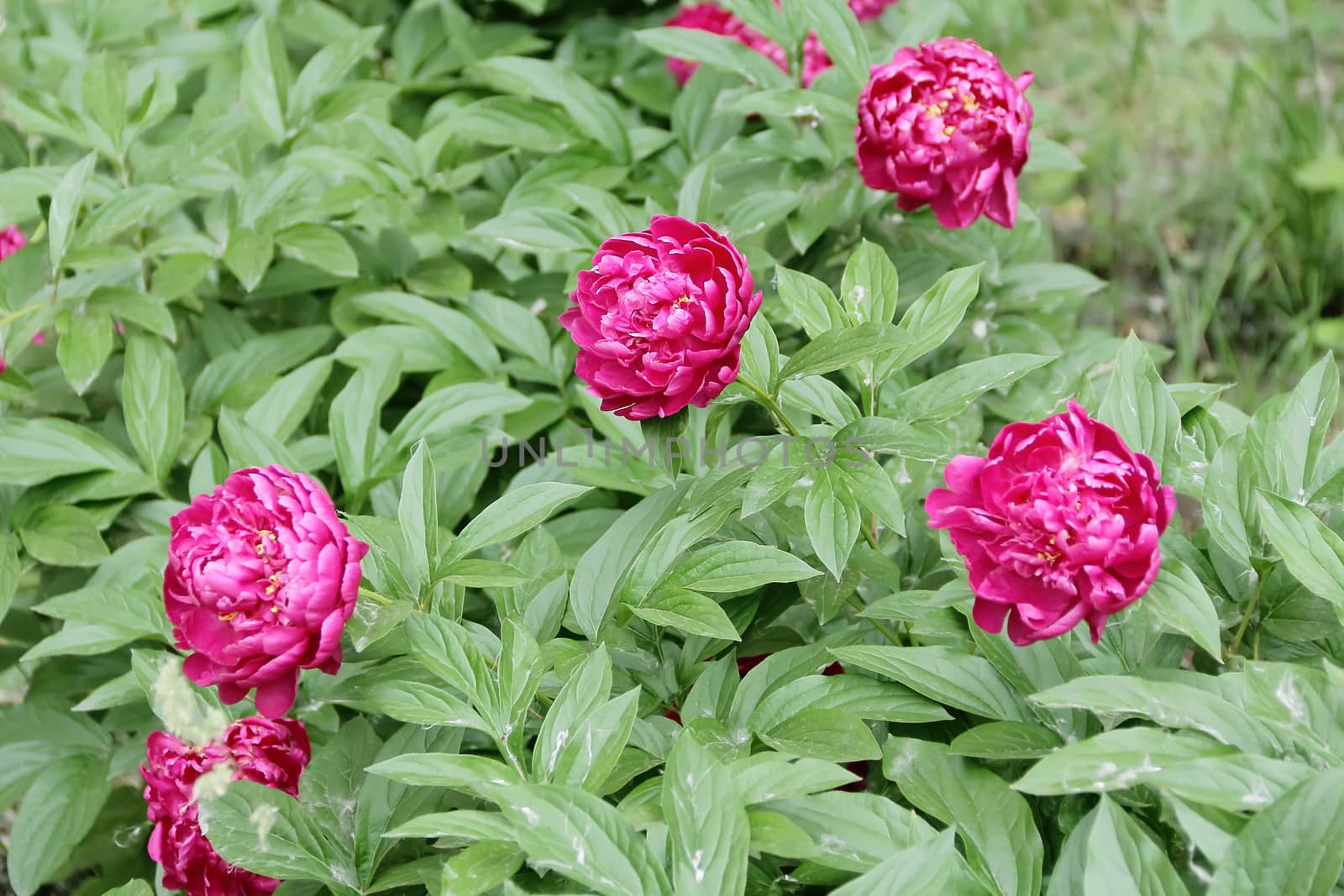 Image of pink peony on green background