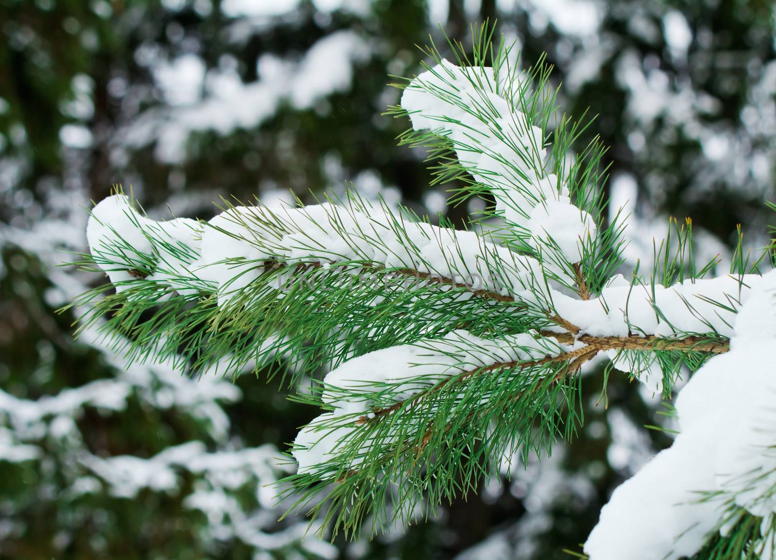 Pine branch with green long needles, covered with white snow, on the background of trees.