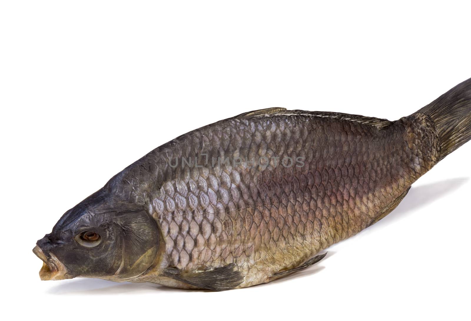 River fish such as carp, salt and dried . Presented on a white background