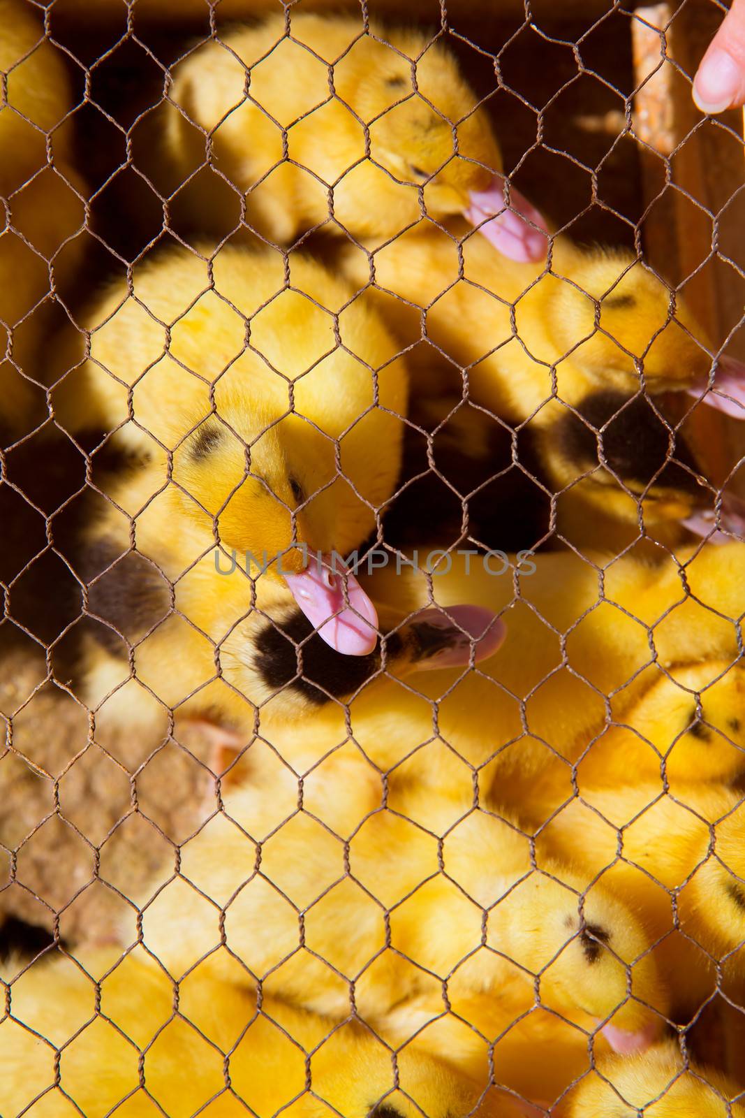 ducklings in yellow and black under wire mesh by lunamarina