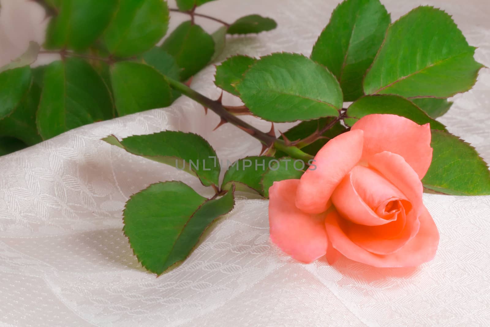 Flower bright pink rose with the leaves on the background of whi by georgina198