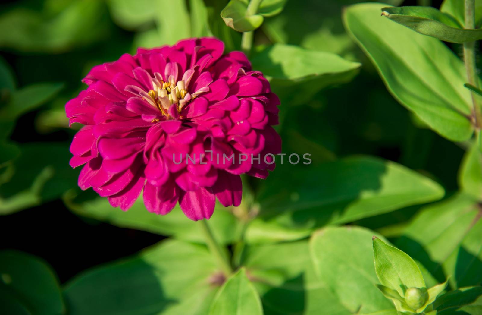 A pink gerbera flower in the garden1 by gjeerawut