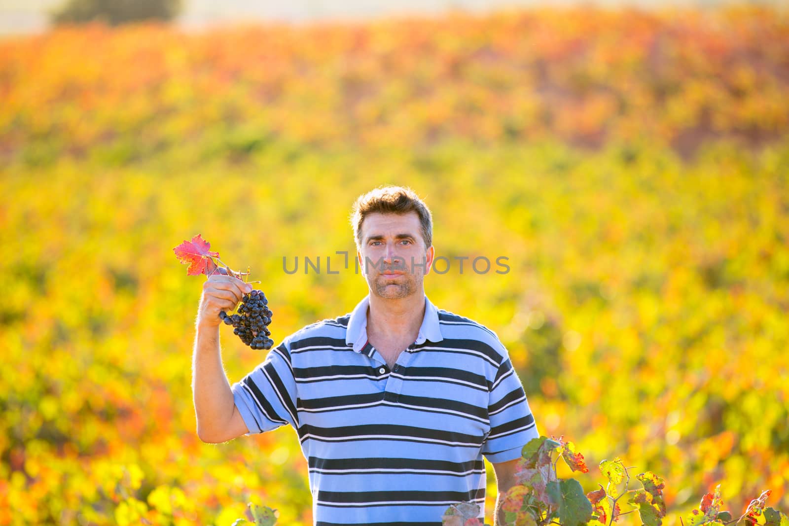 Farmer man in vineyard harvest autumn leaves in mediterranean by lunamarina