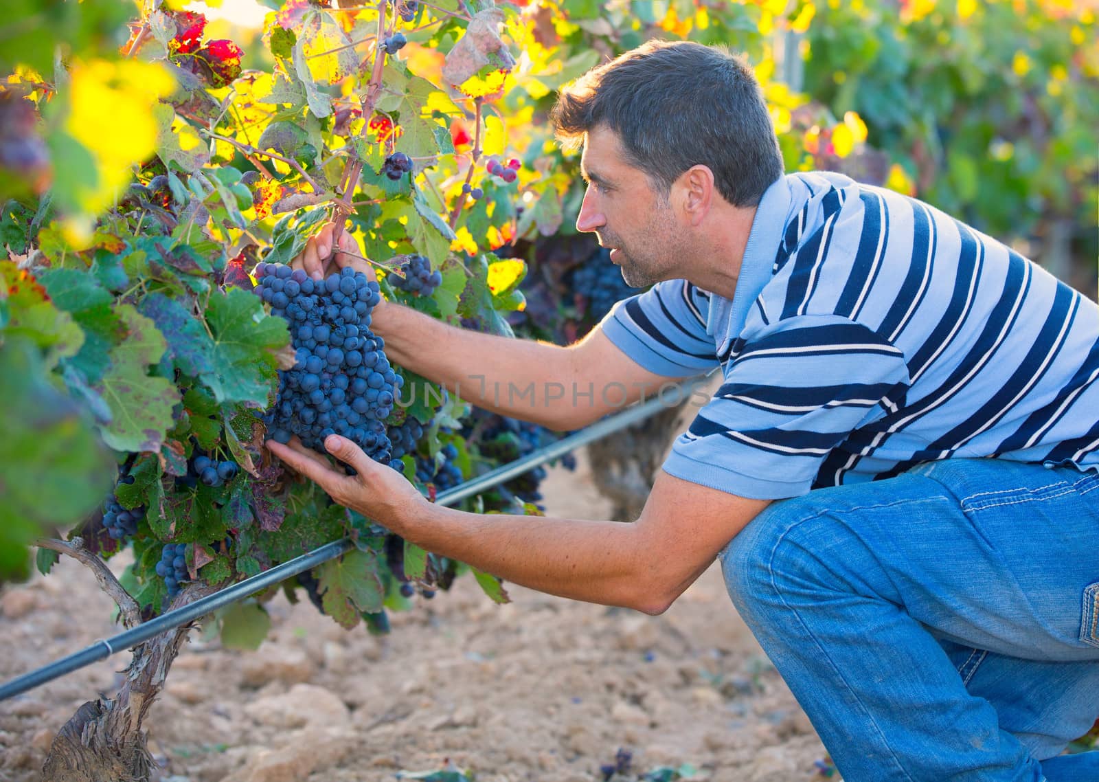 Farmer man in vineyard harvest autumn leaves in mediterranean by lunamarina
