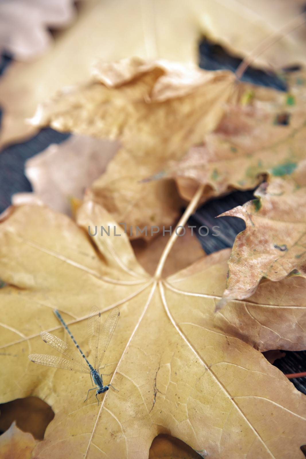 Close-up view on a dragonfly with autumn leaves