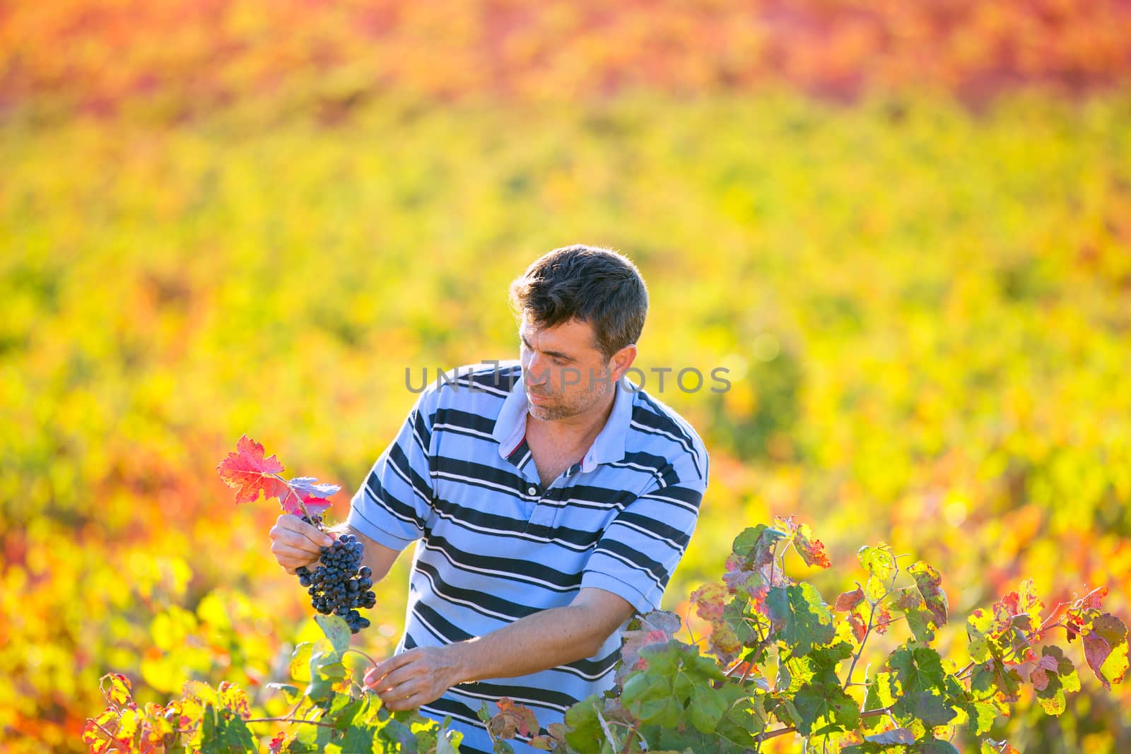 Farmer man in vineyard harvest autumn leaves in mediterranean field