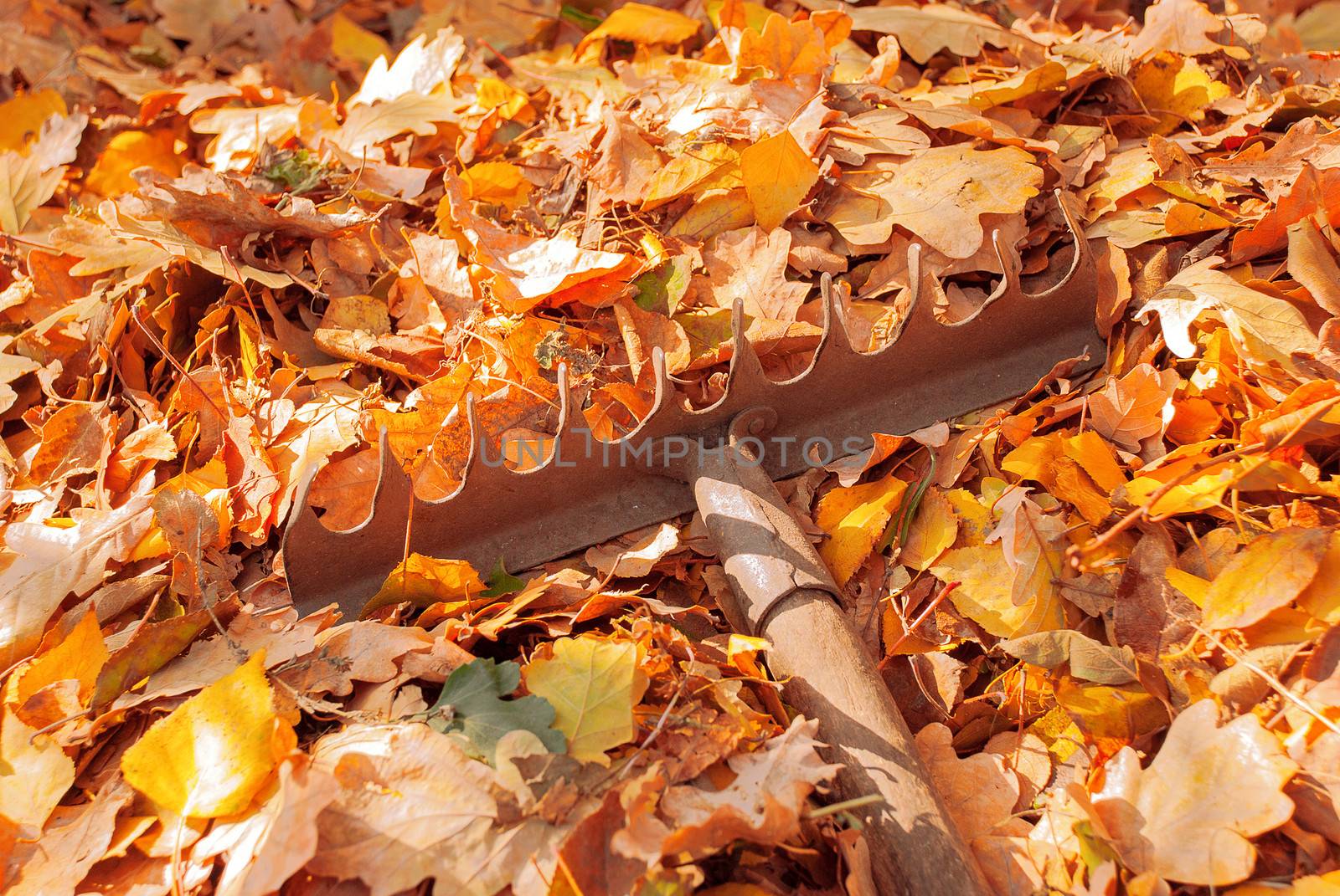 Heap fallen leaves from the trees and rake in the land.