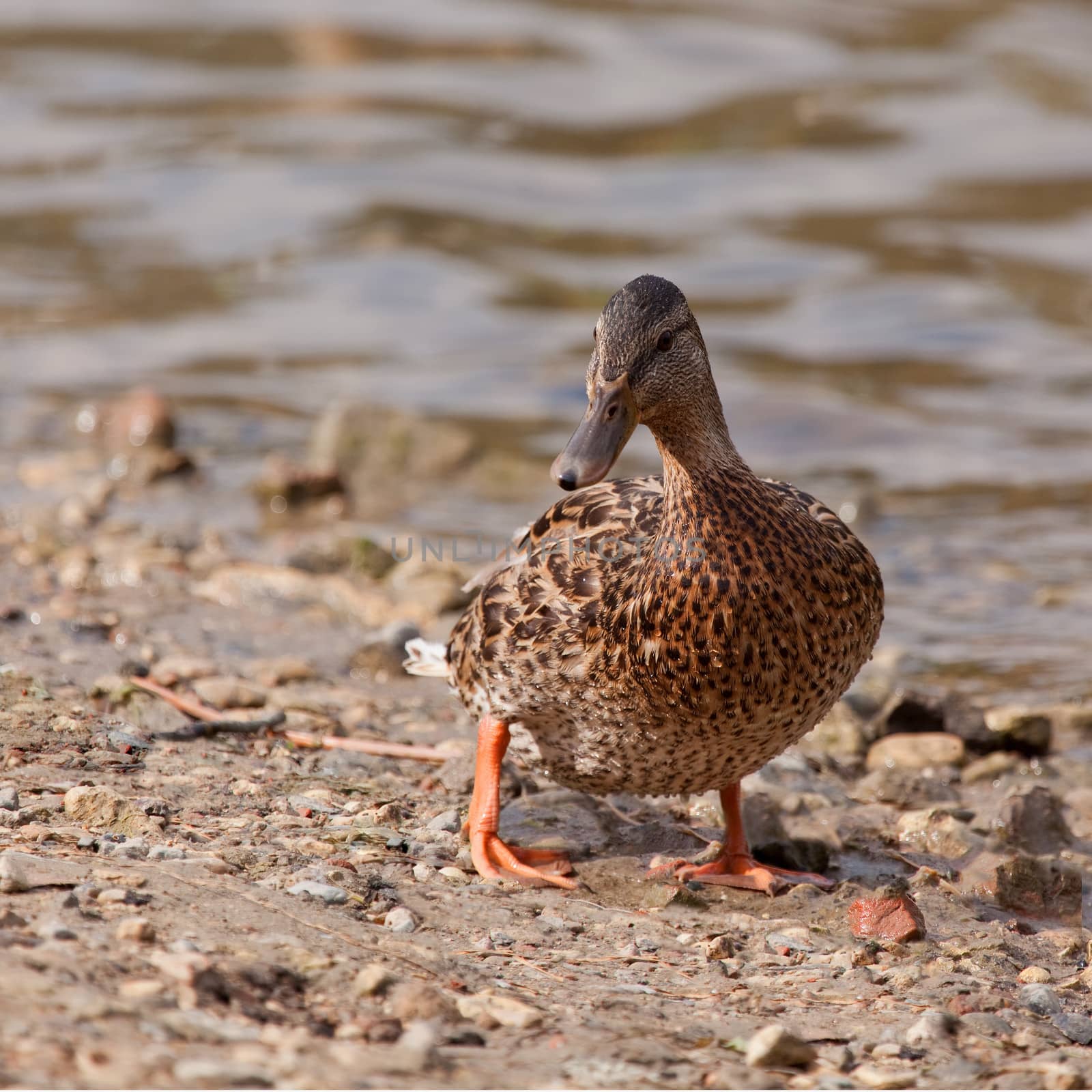 Wild duck on the river bank by fotooxotnik