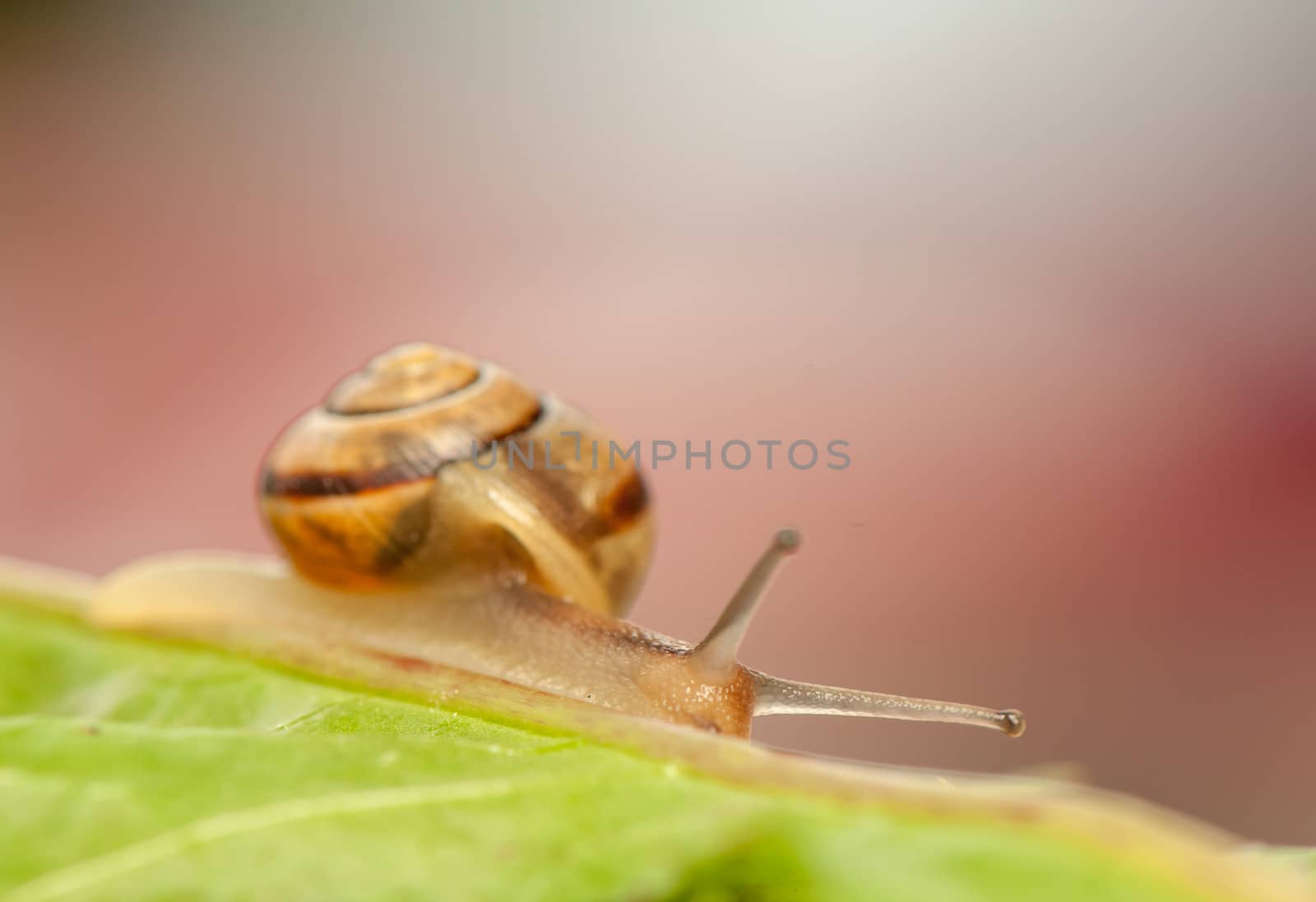 Snail by Gucio_55