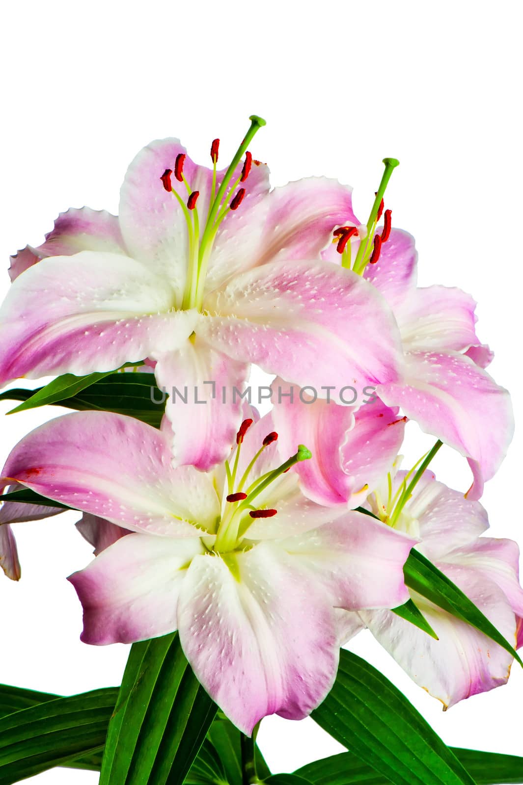 Beautiful flowers of lilies on a white background