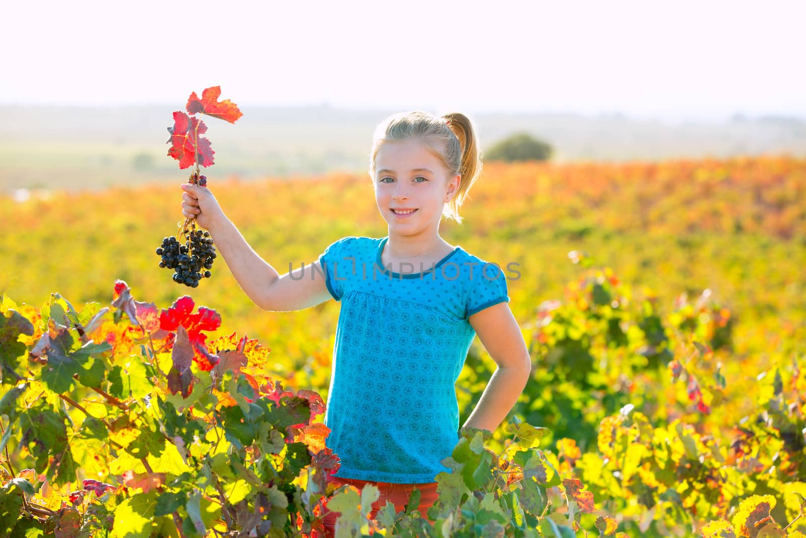 Blond Kid girl in happy autumn vineyard field holding red leaf grapes bunch in hand