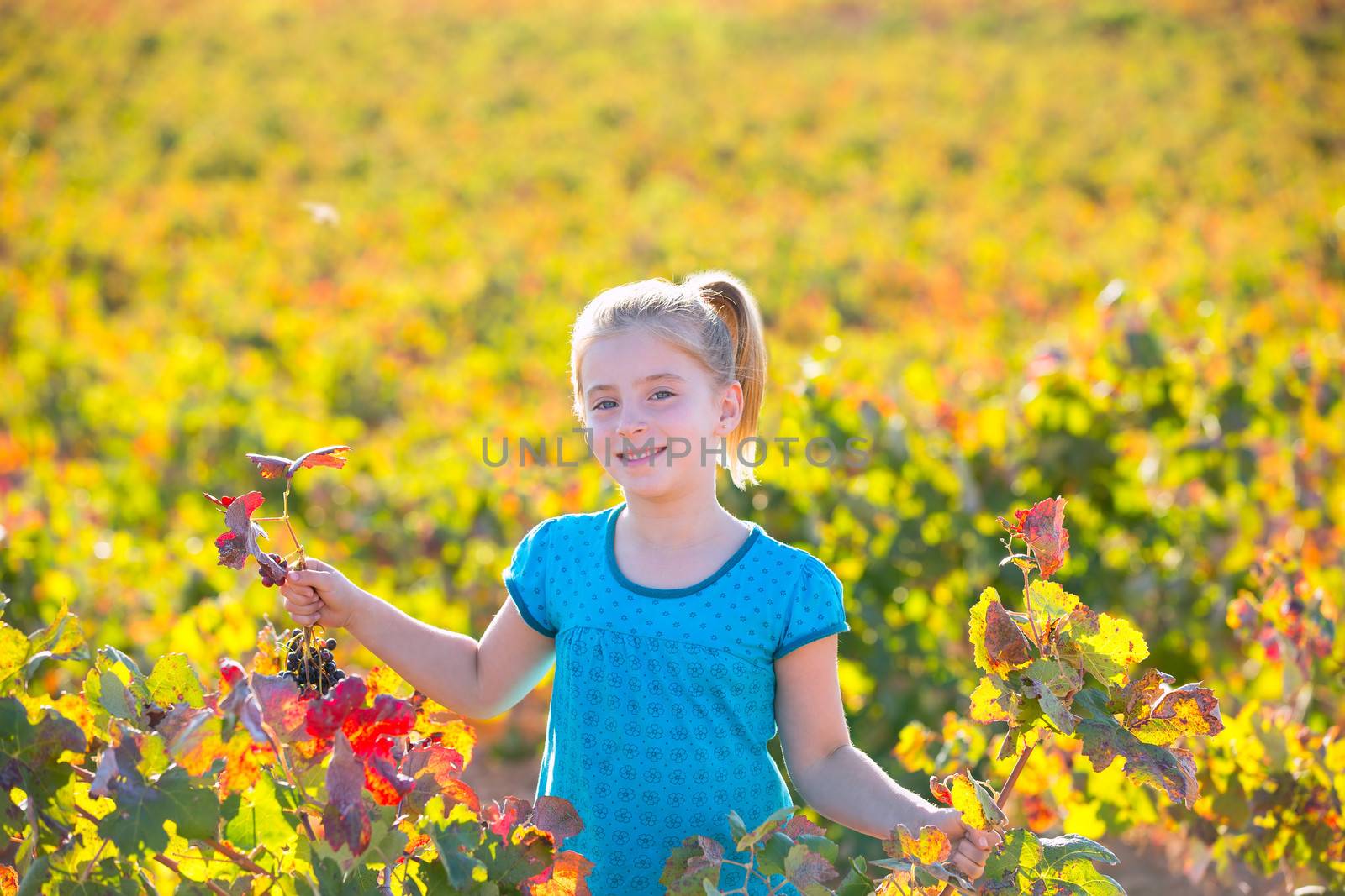 Blond Kid girl in happy autumn vineyard field holding red leaf grapes bunch in hand