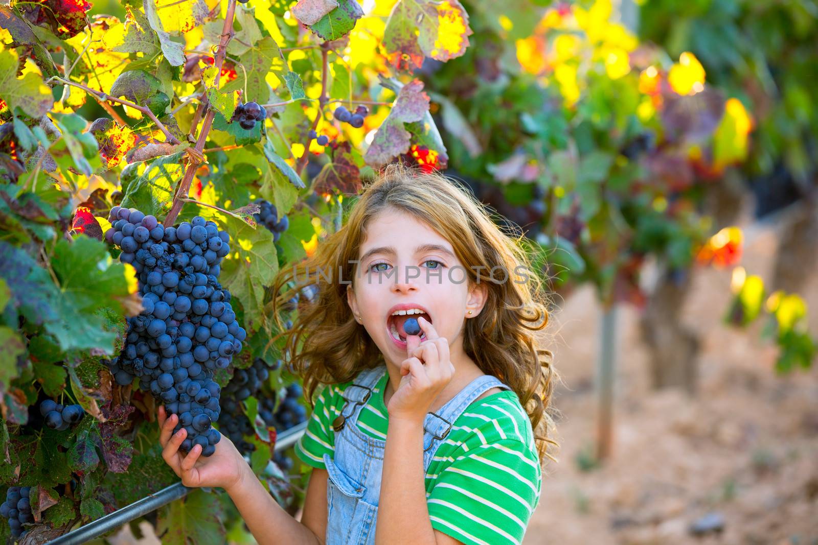 Farmer kid girl in vineyard eating grape in mediterranean autumn by lunamarina