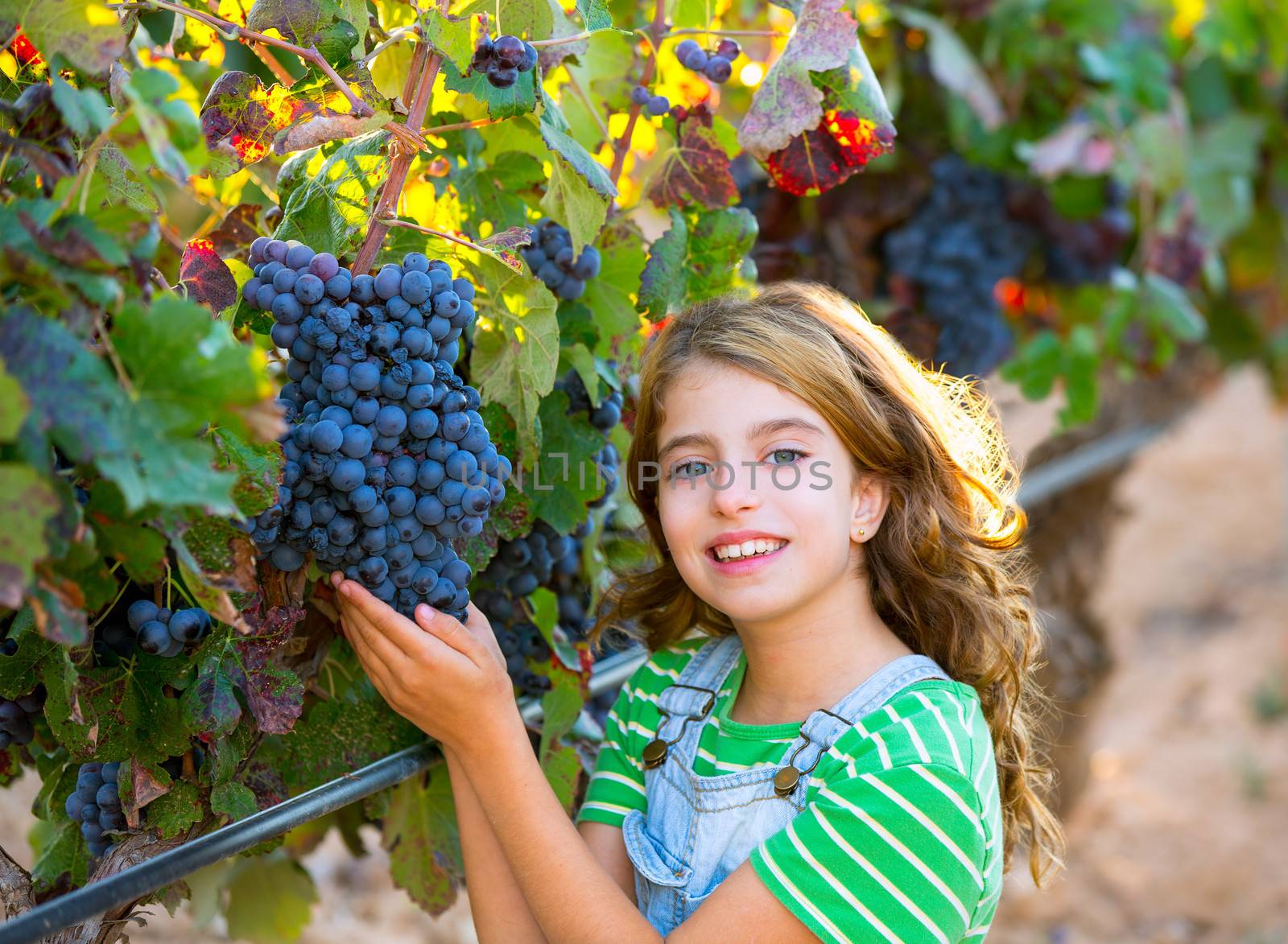 Farmer kid girl in vineyard harvest autumn leaves in mediterrane by lunamarina