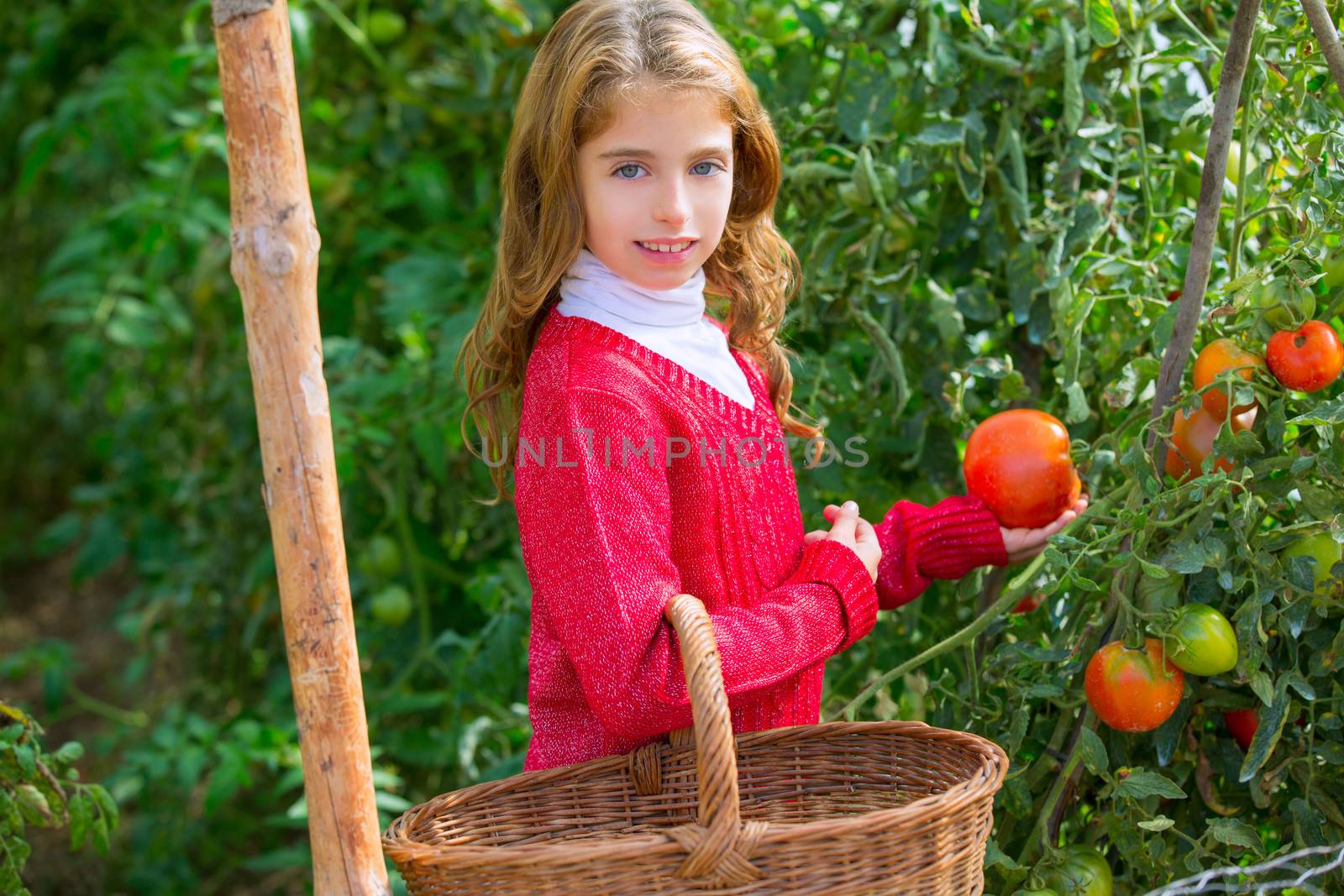 Farmer kid girl harvesting tomatoes in a home family farm