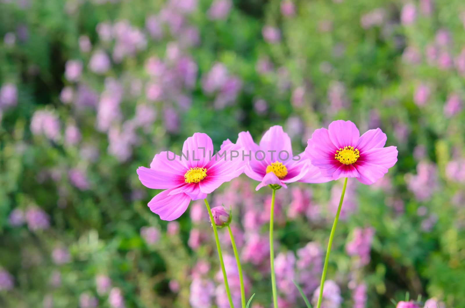 Summer field with beautiful flower .  close up daisies
