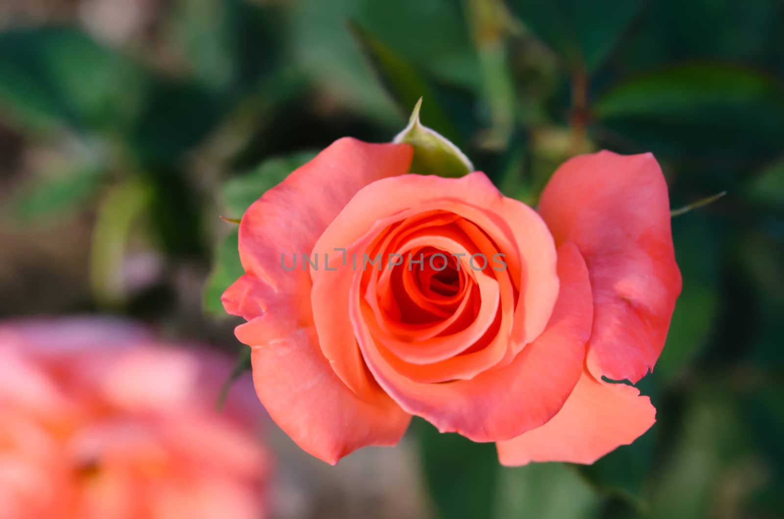 close up roses on a bush in a garden , beautiful flower