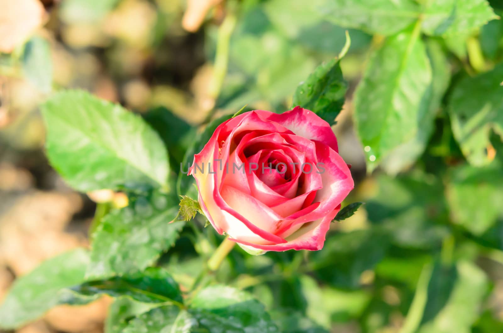 close up fresh flower , roses on a bush in a garden , 