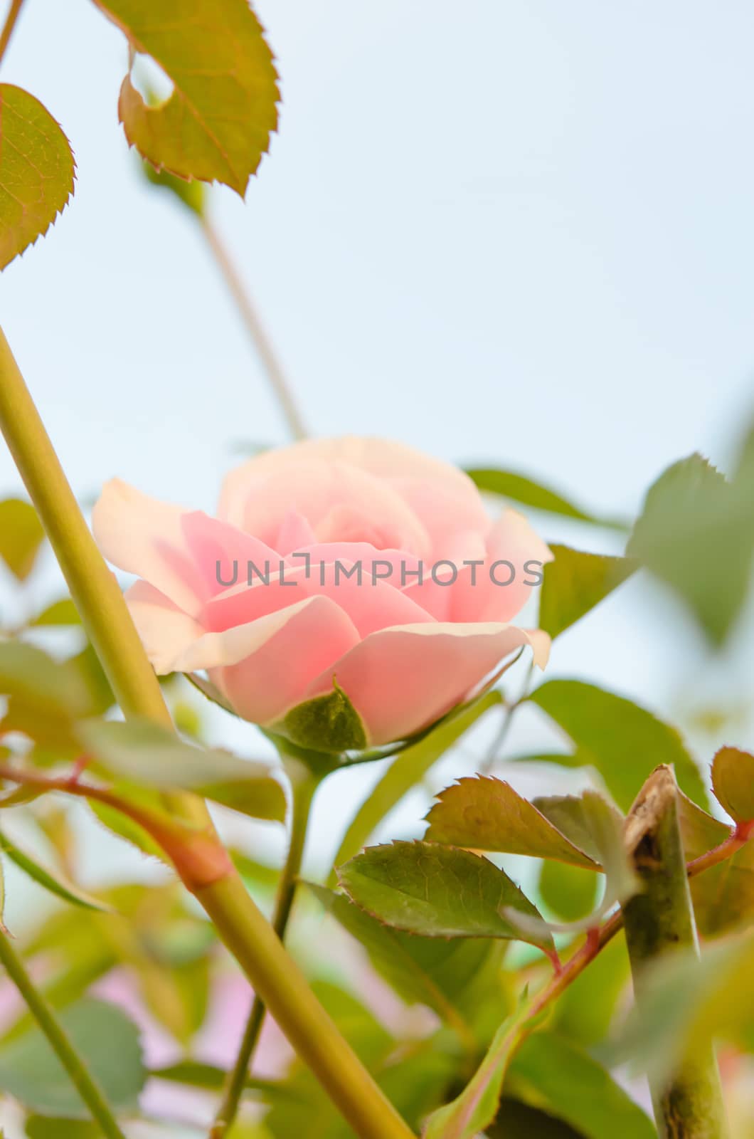 pink roses on a bush in a garden 